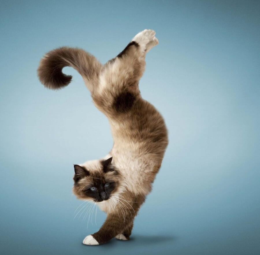SHOULD CHRISTIANS PRACTICE YOGA?