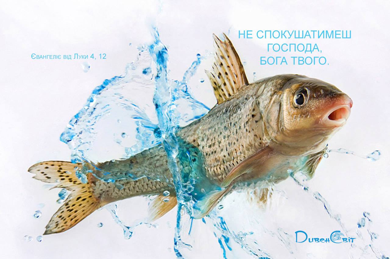 Святе Письмо з розважаннями на 4 жовтня