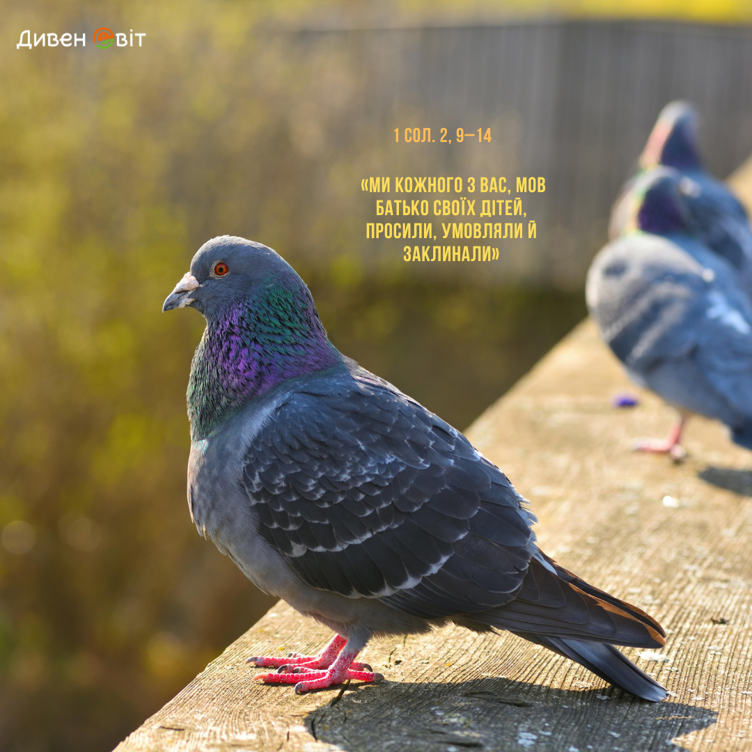 Святе Письмо з розважанням на 13 листопада