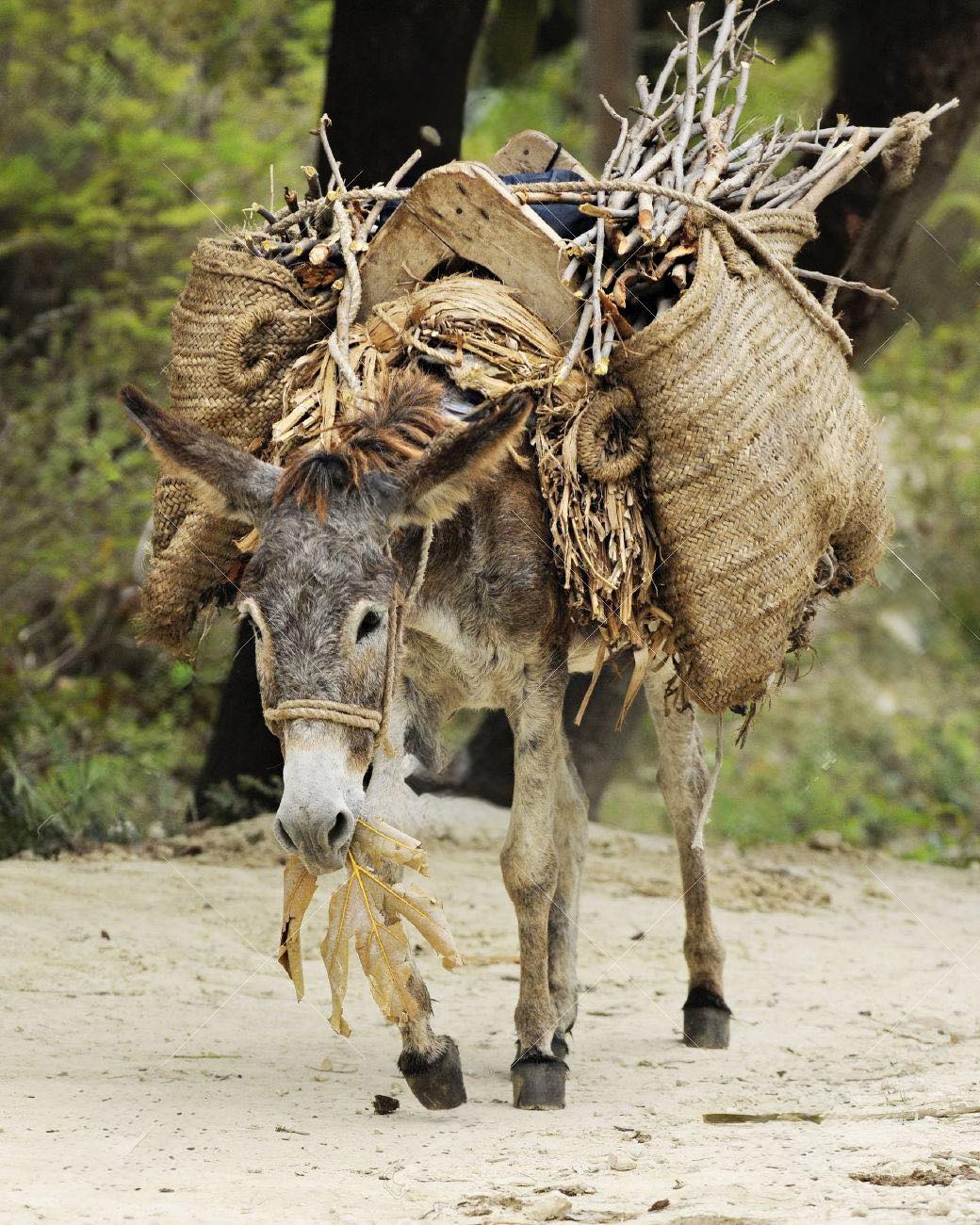 Коли нас роблять «віслюком»: про тиху втрату себе, та намагання бути «зручним»