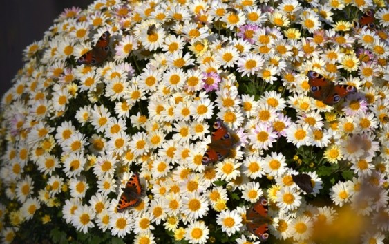 Метелики полюбляють живі квіти, а ми?