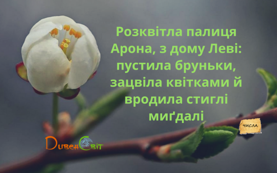 Читаємо Святе Письмо разом. Числа 17