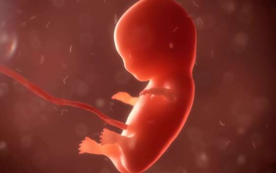 Людський ембріон: хтось чи щось?