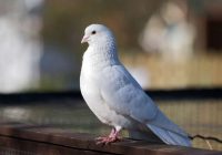 Чому голуб є символом Святого Духа?