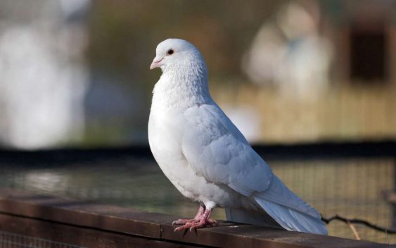 Чому голуб є символом Святого Духа?