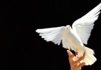 “Блаженні миротворці” – Бог доручив нам особливу місію