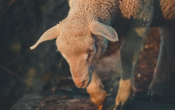 10 серпня: заблудла овечка